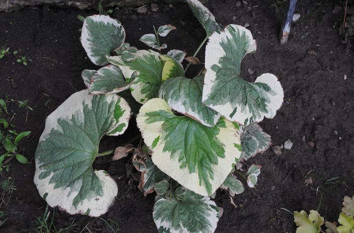 Brunnera jack variegated(frost)