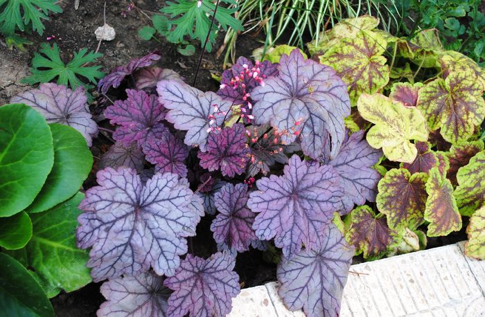 heuchera Sugar Plum