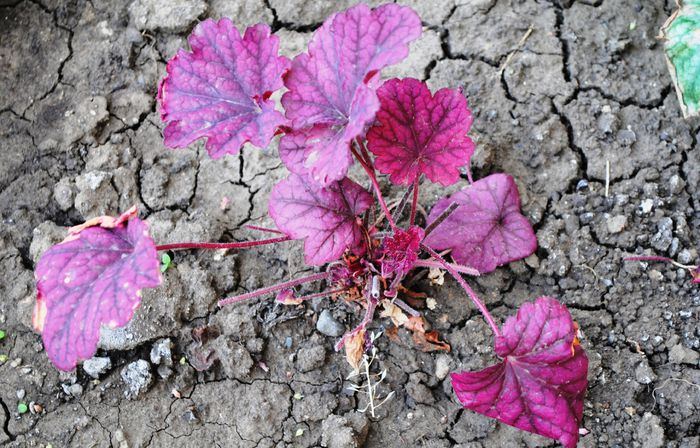 heuchera berrysmoothie - 2015 plantele mele