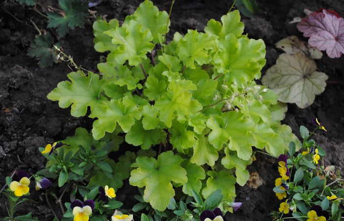 17 iunie,heuchera lime marmelade - 2015 plantele mele