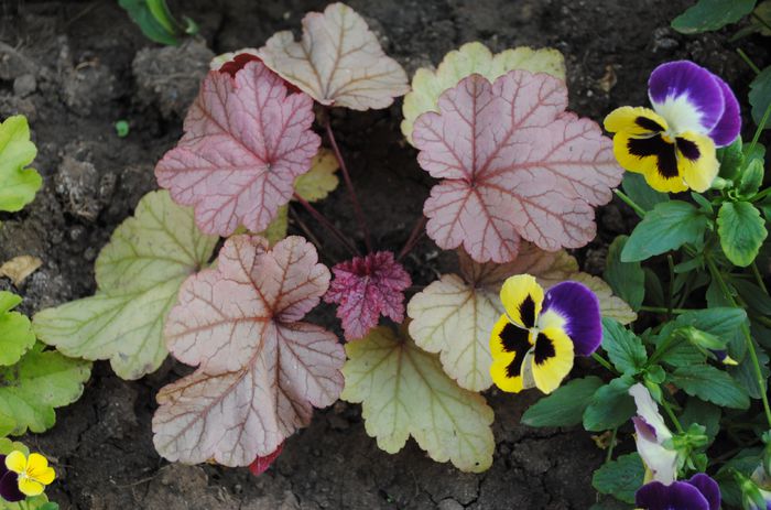 heuchera vienna - 2015 plantele mele