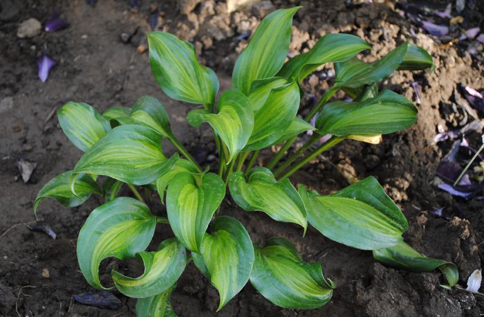 hosta "Geisha" - 2015 plantele mele