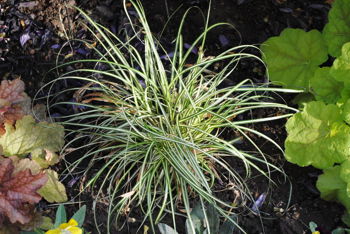 carex m variegata - 2015 plantele mele