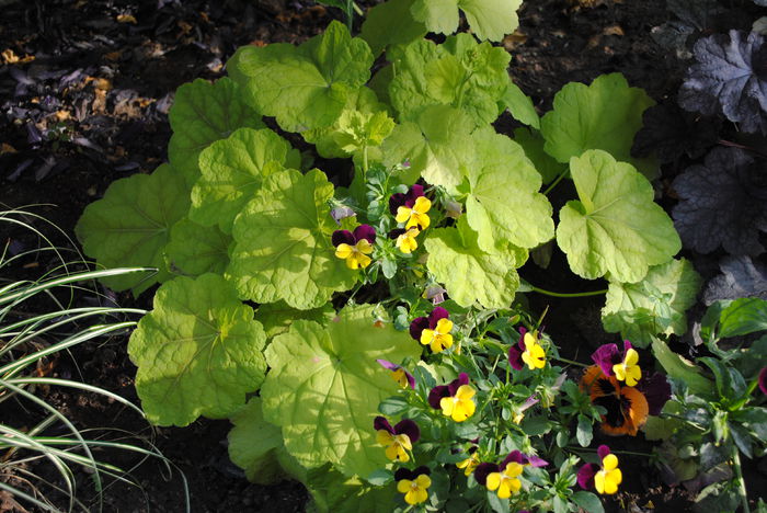 heuchera tiramisu - 2015 plantele mele