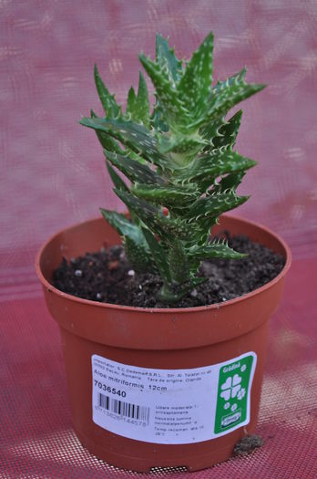 ALOE MITRIFORMIS - SUCULENTE