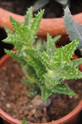 ALOE squarosa - SUCULENTE