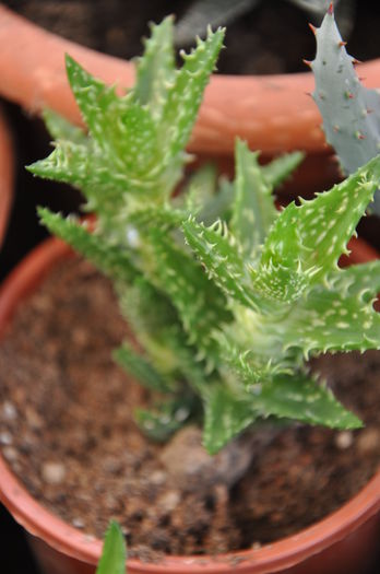 ALOE MITRIFORMIS