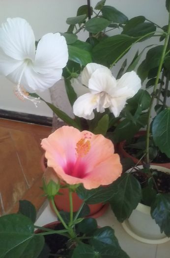 IMG-20150622-WA0003 - Hibiscusi