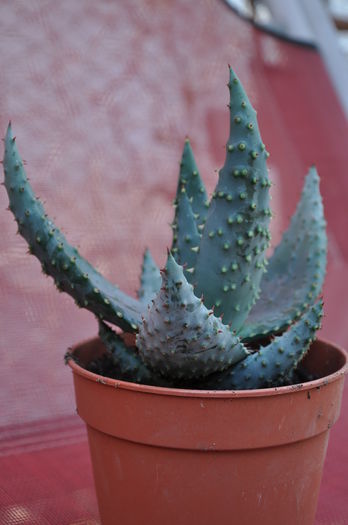 ALOE FEROX?