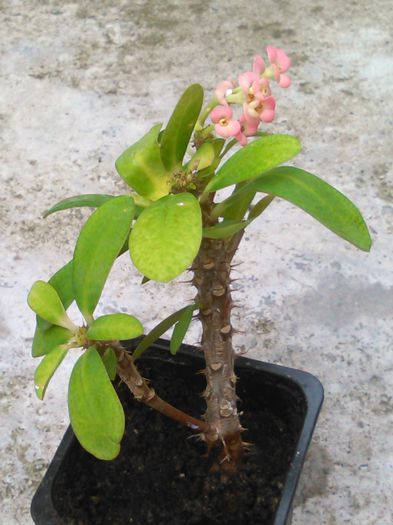 Euphorbia milii roz