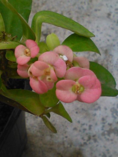 Euphorbia milii roz - SPECIA Euphorbia milii