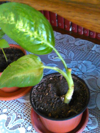 dieffenbachia compacta-13.06.2015