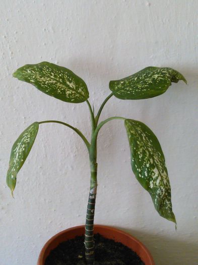 dieffenbachia picta 13.06.2015