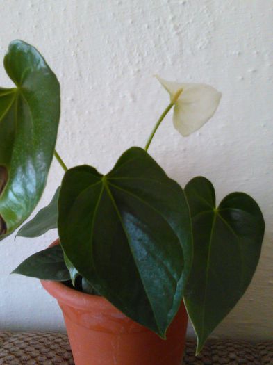 Anthurium andreanum alb - B anthurium