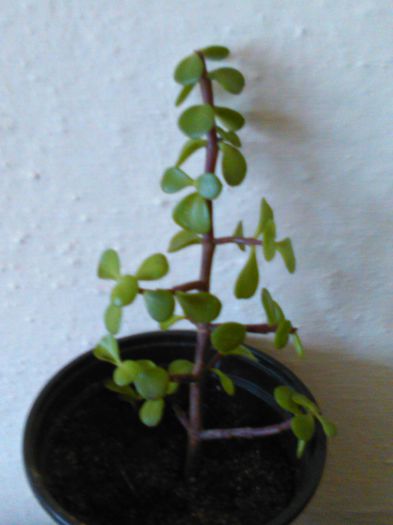 portulacaria elephant