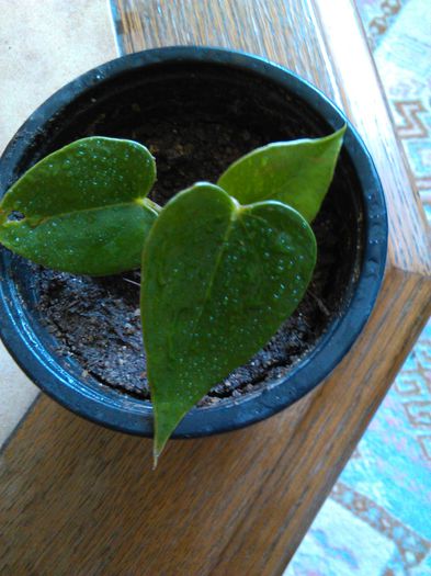 Anthurium andreanum rosu