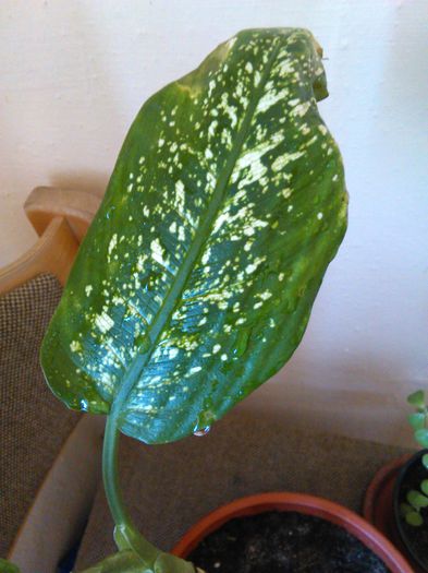 dieffenbachia picta 14.06.2015