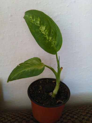 dieffenbachia compacta-14.06.2015