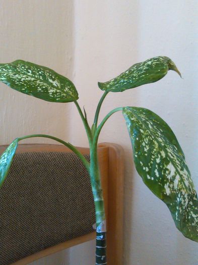 dieffenbachia picta 14.06.2015