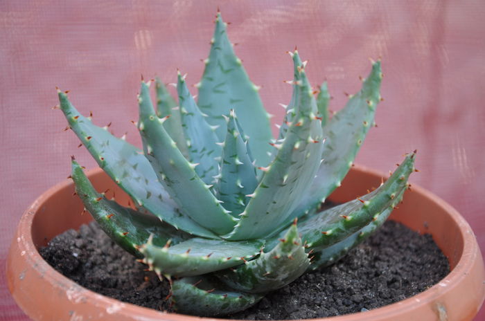 ALOE