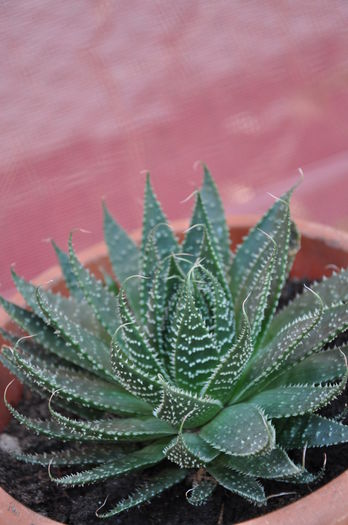 ALOE ARISTATA