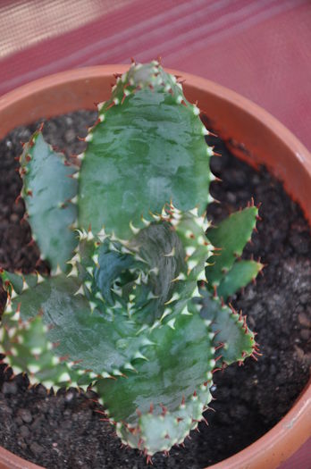 ALOE aculeata