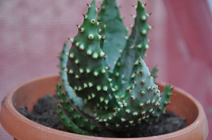 ALOE FEROX