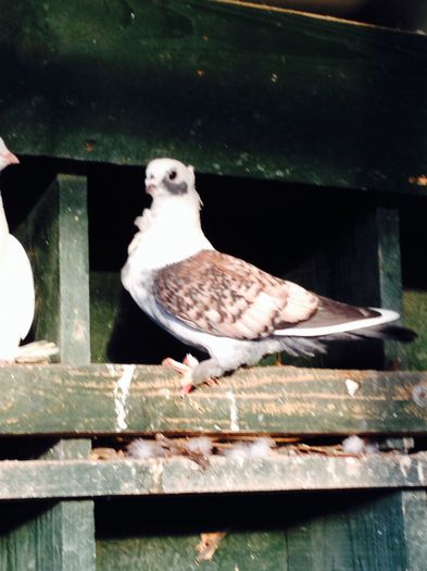 image - Animale de dat la schimb sau de vanzare