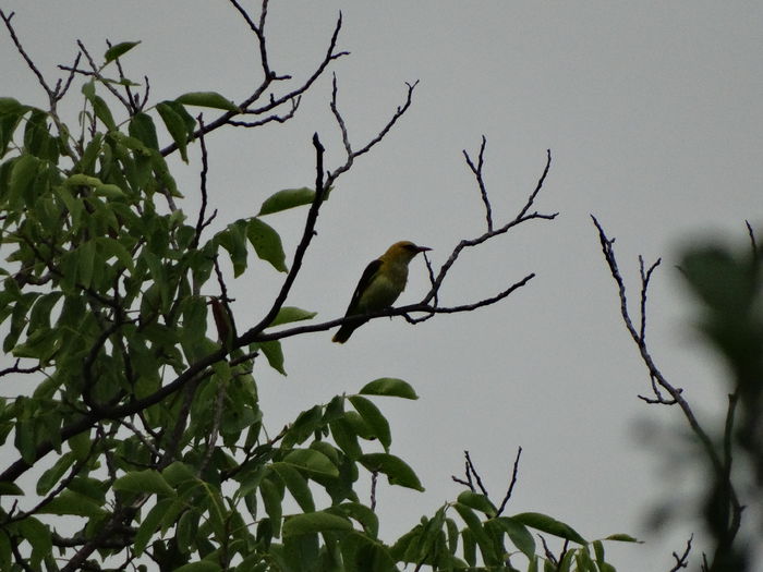 vine rar prin gradina - a-vizitatorii gradinii-2015