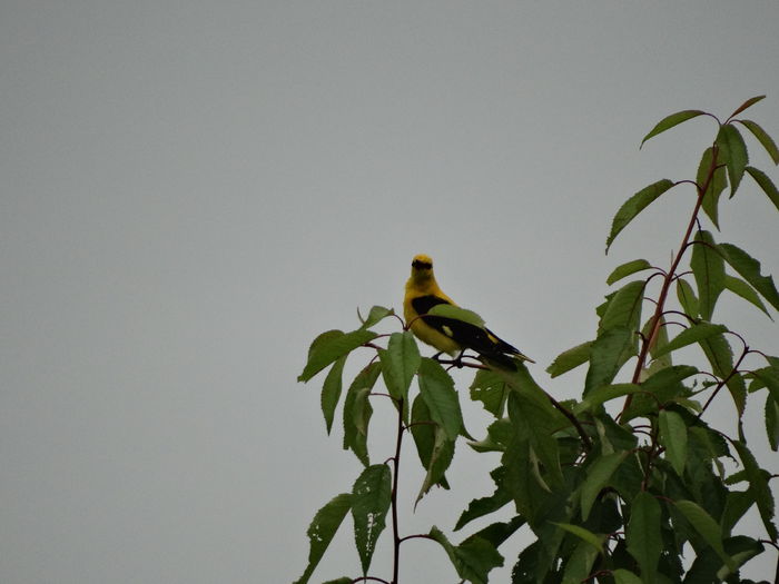 cand il prind mai aproape... - a-vizitatorii gradinii-2015