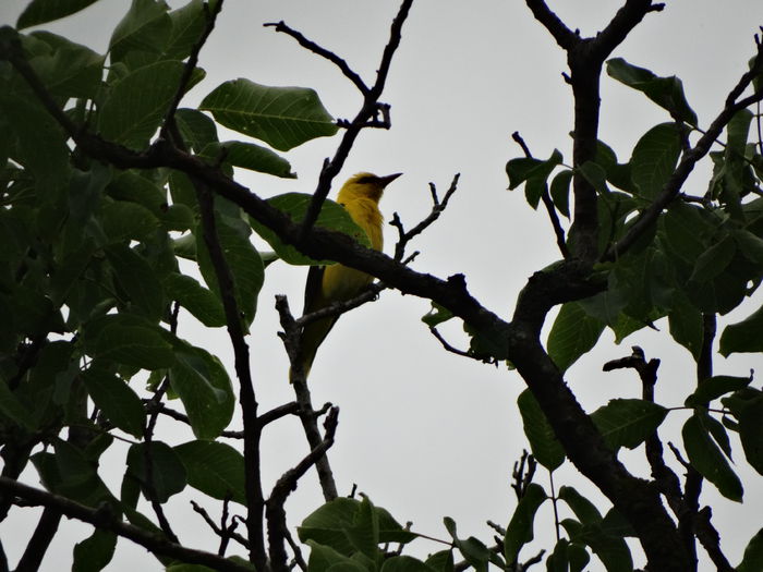 anul trecut canta non stop - a-vizitatorii gradinii-2015