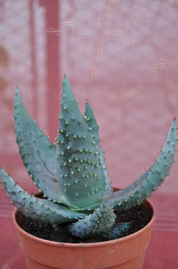 Aloe ferox