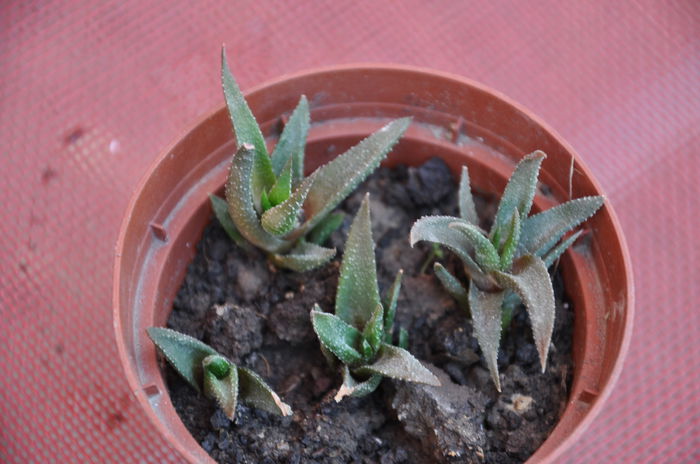 haworthia glabrata - haworthia