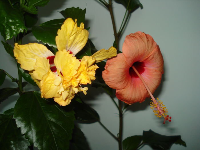 DSC01953