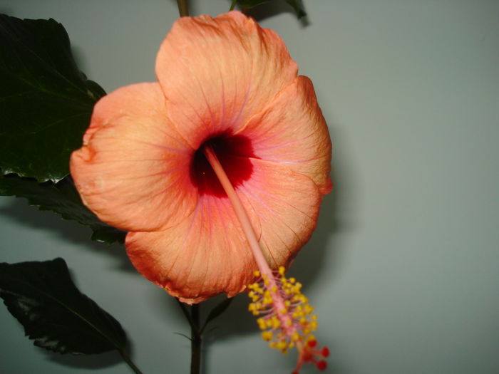 DSC01954