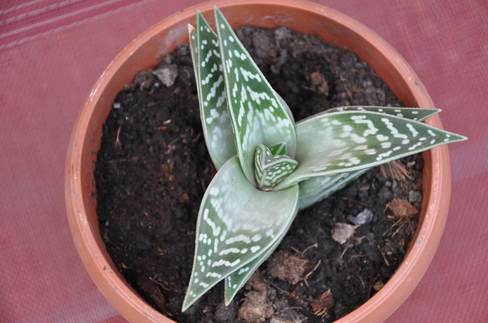 mamica aloe variegata