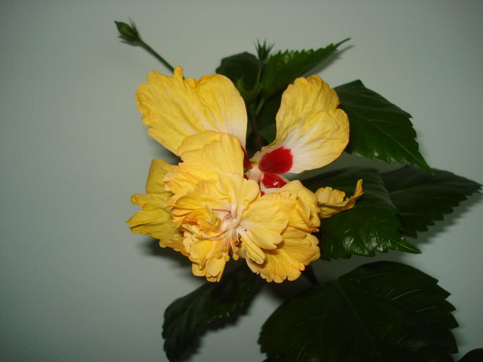 DSC01941 - Hibiscus El Capitolio Yellow