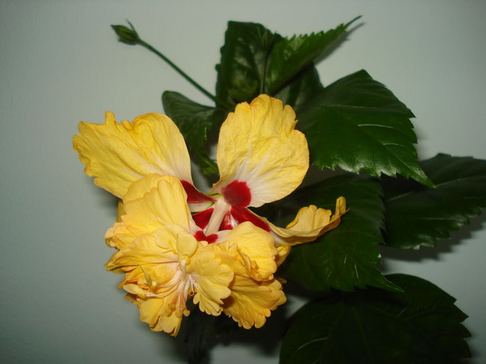 DSC01942 - Hibiscus El Capitolio Yellow