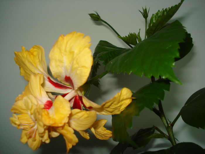 DSC01945 - Hibiscus El Capitolio Yellow