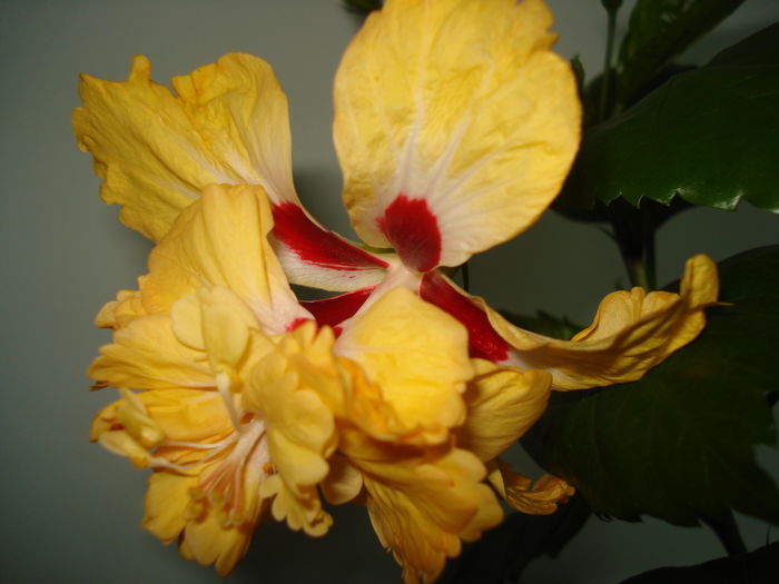 DSC01947 - Hibiscus El Capitolio Yellow