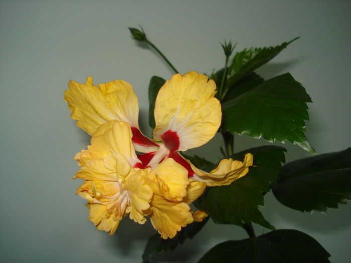 DSC01949 - Hibiscus El Capitolio Yellow