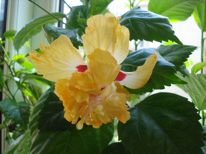 DSC01958 - Hibiscus El Capitolio Yellow