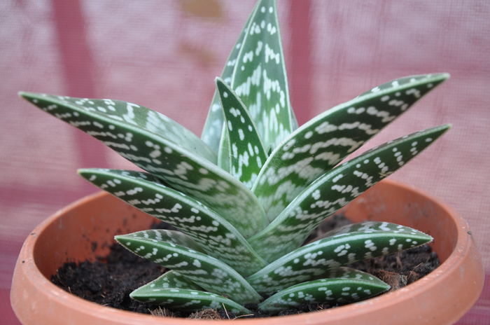 ALOE VARIEGATA