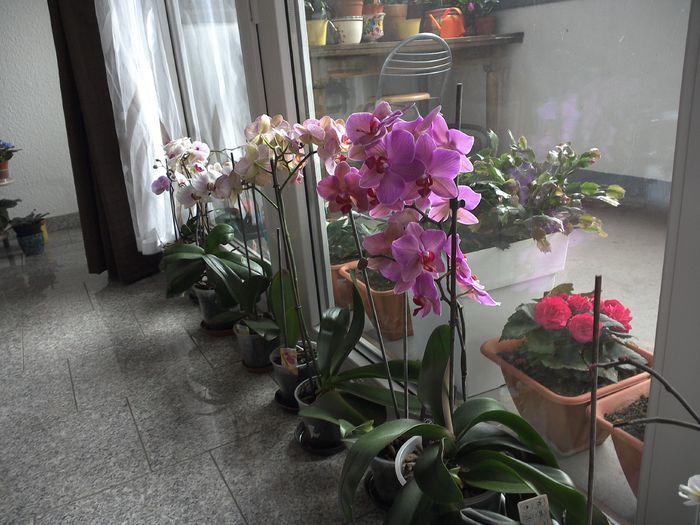 WIN_20150622_170315 - orhidee