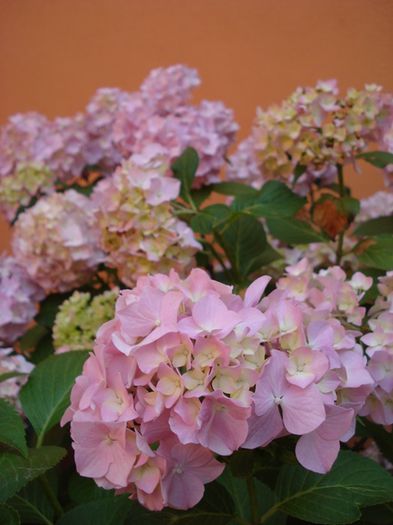 iunie 2015 (5) - hortensia