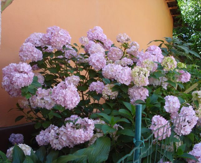 iunie 2015 (7) - hortensia