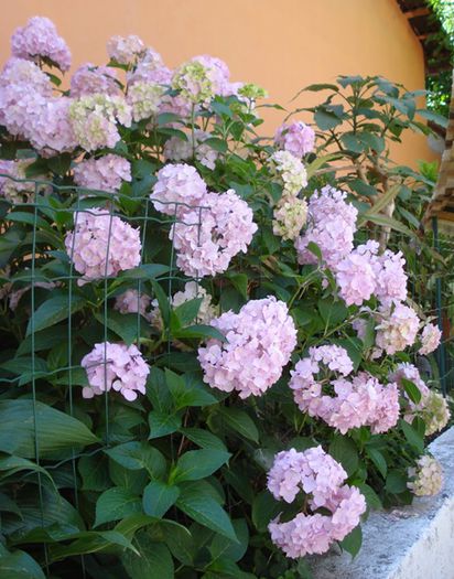 iunie 2015 (8) - hortensia