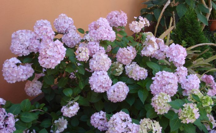 iunie 2015 (10) - hortensia