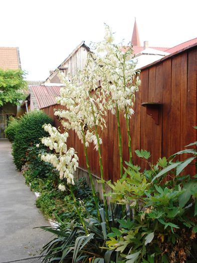 culori in iunie (10)