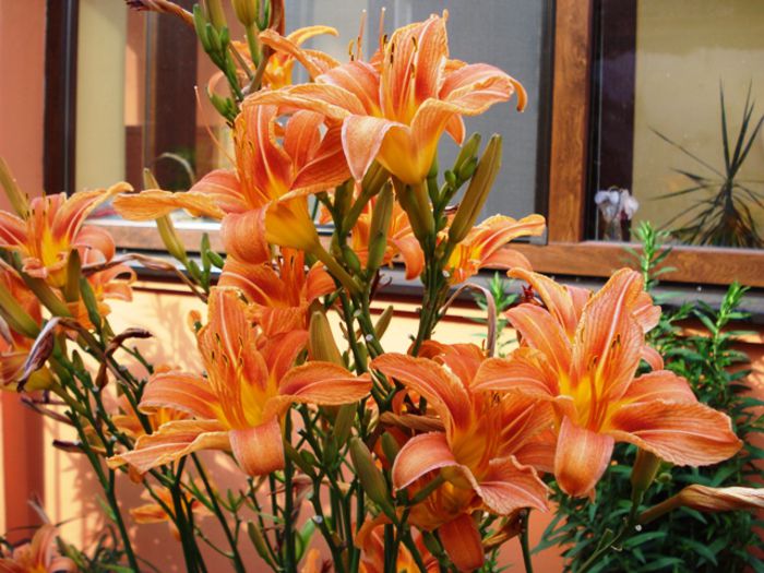 culori in iunie (11)